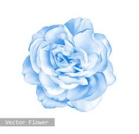 Light blue Rose Flower