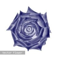 dark blue purple Rose Flower