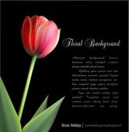delicate bud of a tulip on black background