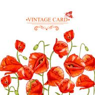 Bunch of Beautiful Red Poppy vector illustration N4
