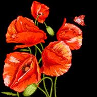 Bunch of Beautiful Red Poppy vector illustration N7