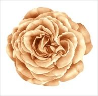 Beautiful Rose Flower Vector
