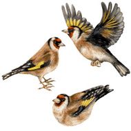 Goldfinches