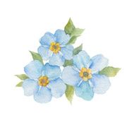 Forget-me-not flowers isolated on white background N2