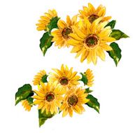 The pattern of blooming yellow flowers sunflower painted in watercolor N14