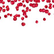 Valentine card with Petals of a rose EPS 10