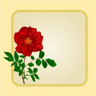 Golden frame with red rose vector