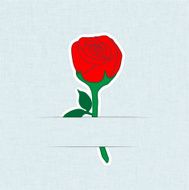Flower Card Rose