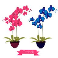 Coloful orchids in the pot
