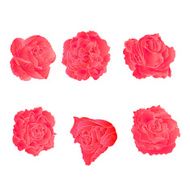 Pink roses vector