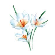 vector watercolor crocus flower