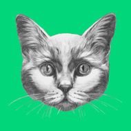 Hand drawn portrait of Cat