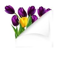 Tulips flowers yellow and purple