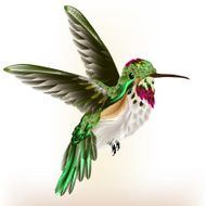 Beautiful detailed hummingbird in fly