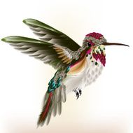 Beautiful colorful hummingbird in fly