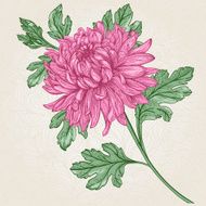 Flower chrysanthemum
