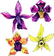Four watercolor drawing orchids