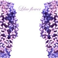 Lilac 5