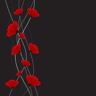 Abstract nature background Red poppy flowers N15