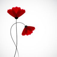 Abstract nature background Red poppy flowers N18