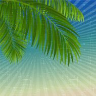 palm