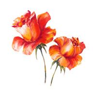 Rose isolated on white oil painting N2