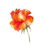 Rose isolated on white oil painting N4