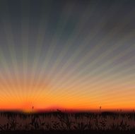 sunset grassland