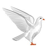 Dove white pigeon vector