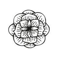 Rose in tattoo style hand drawn flower