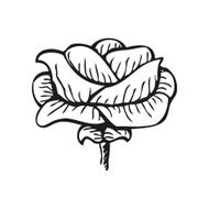 Rose in tattoo style hand drawn flower N2