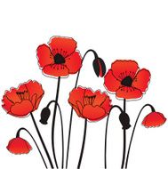 poppy flowers N5