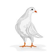White dove vector
