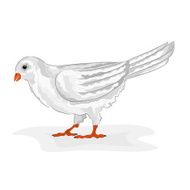 Bird white pigeon vector