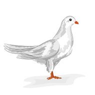 White dove vector N2