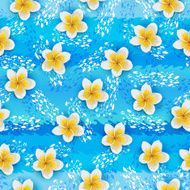 Tropical flowers plumeria N10