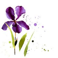 Iris watercolor can be used as greeting card N20