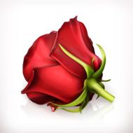 Rose in red vector illustration