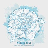 peony N12