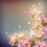 Shining Cherry blossom background