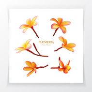Plumeria Vector Flower