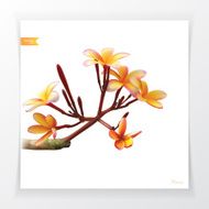 Vector of Plumeria Flower (mesh style)