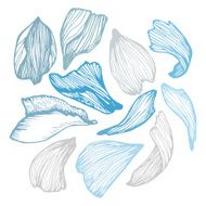 Hand drawn vector illustration - Collection of rose petals N2