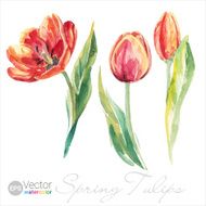 Vector Watercolor spring tulips set
