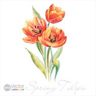 Vector Watercolor spring tulips