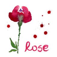 Rose flower watercolor illustration N2