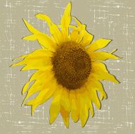 Sunflower N18