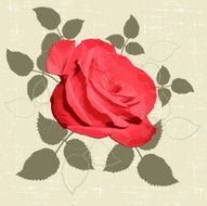 Rose N38