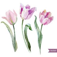 Tulip set N2