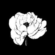 Peony illustration N2